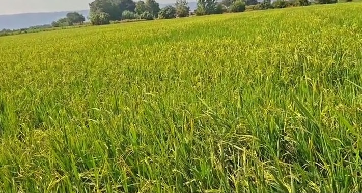 تحولی سبز در شالیزارهای بهشهر رقم خورد